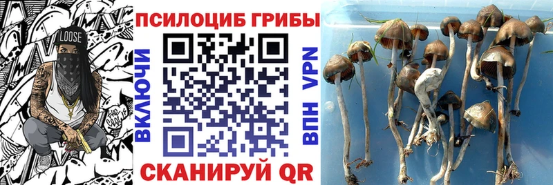 Галлюциногенные грибы Cubensis  Купить закладки  Магадан 